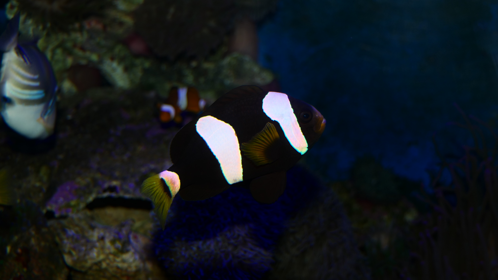 Western Australian Anemonefish (Amphiprion milii) - Dolphin Discovery Centre, Bunbury