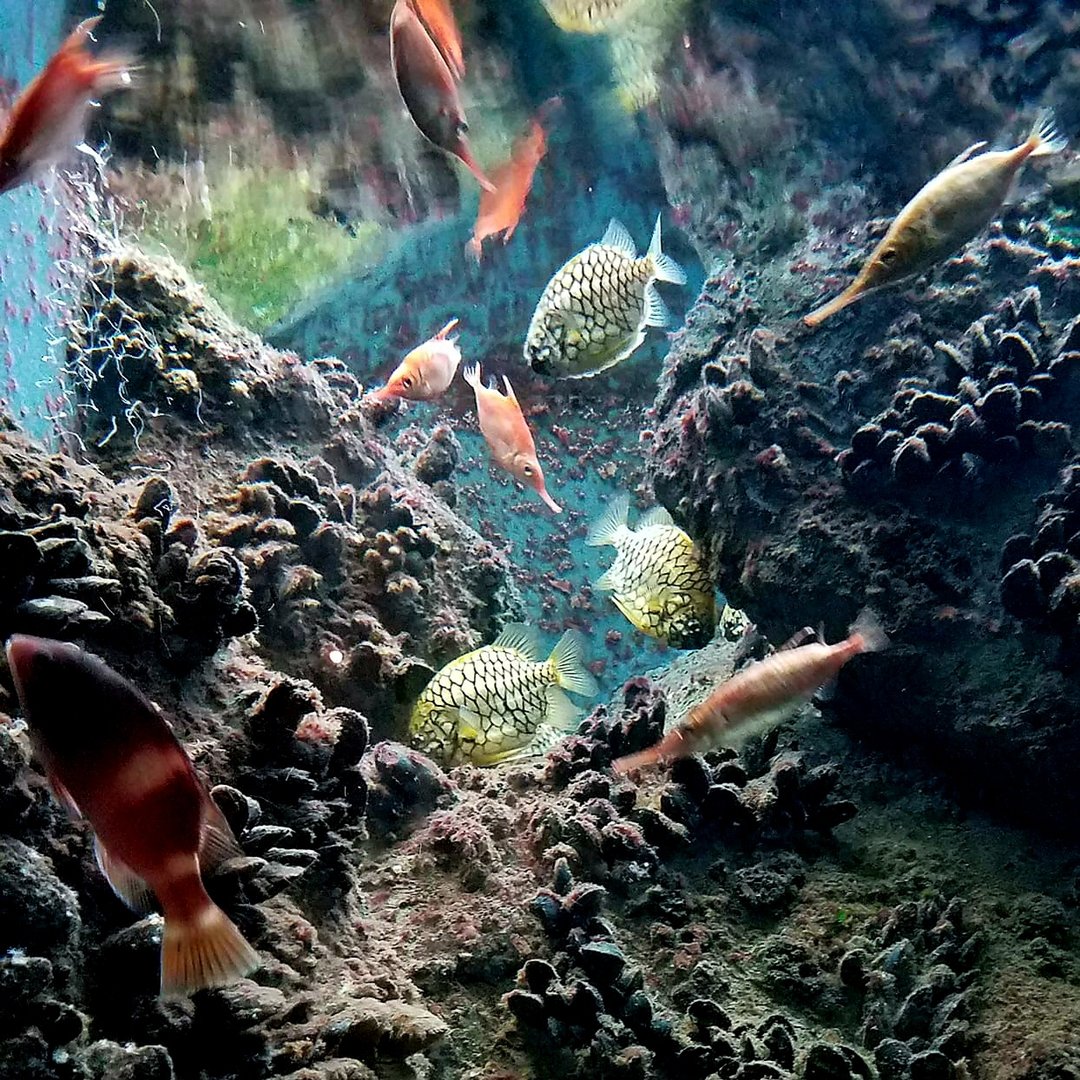 Western Australian Fish