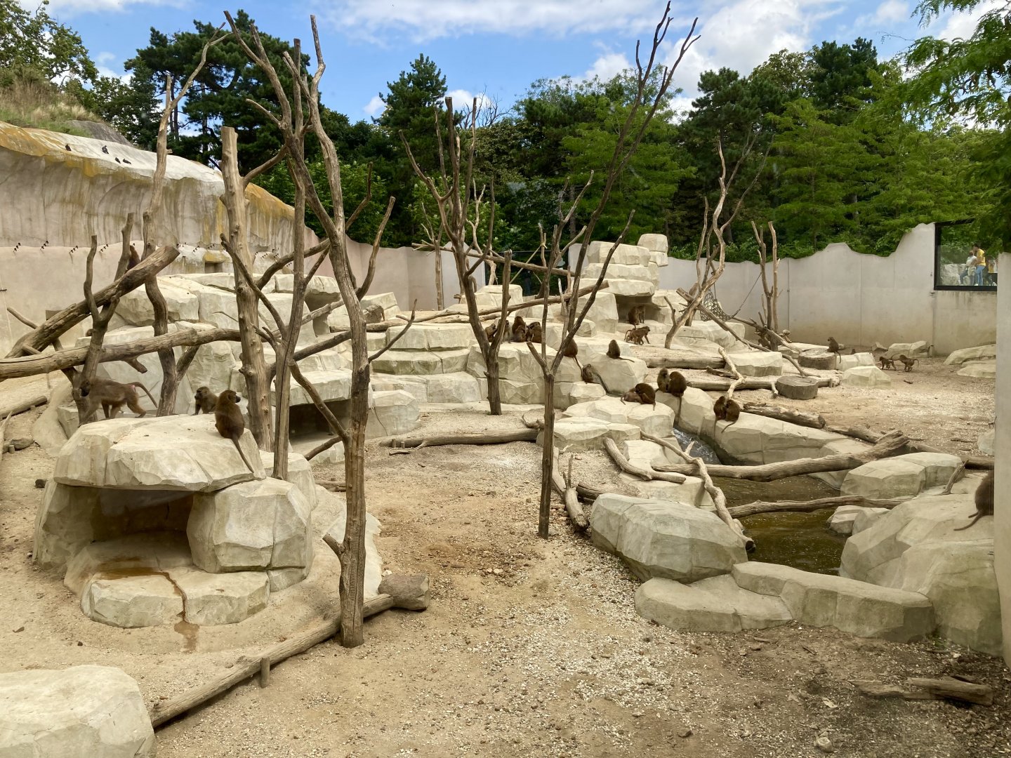 Western baboon exhibit