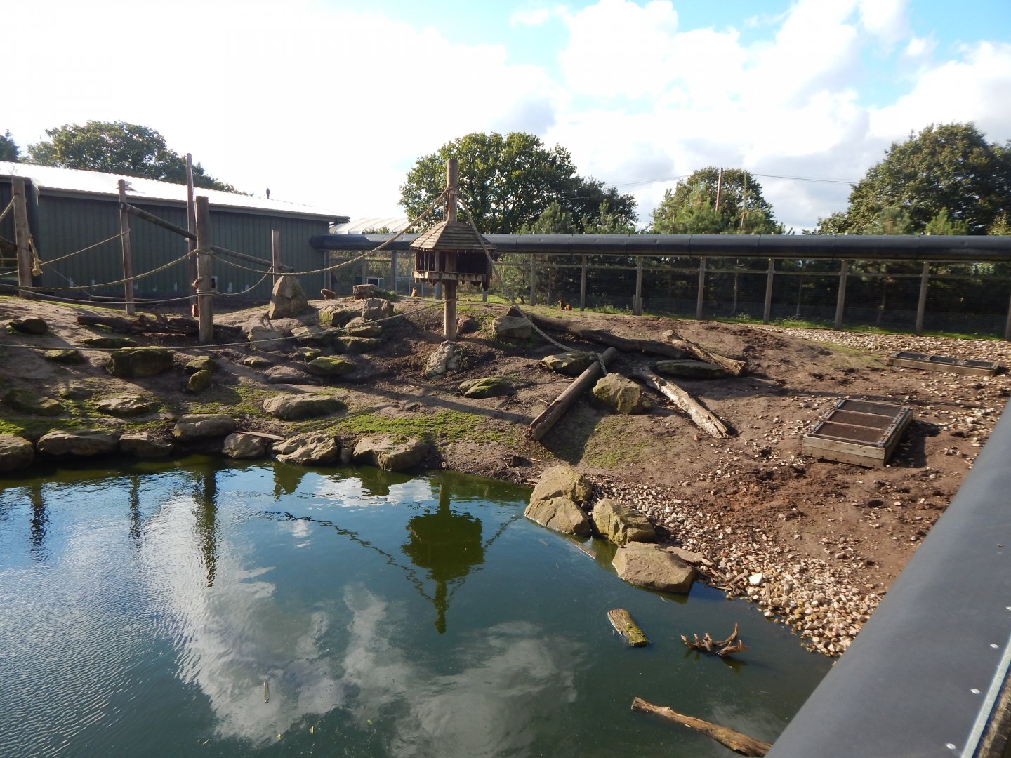 Western baboon habitat 121024