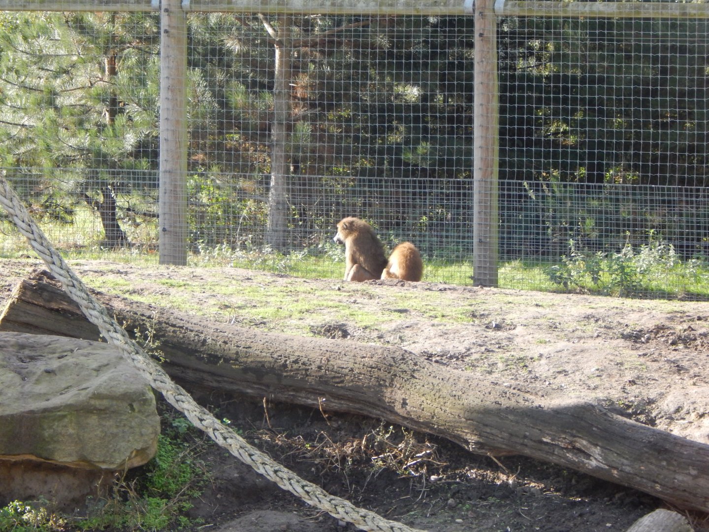 Western baboon habitat 121024