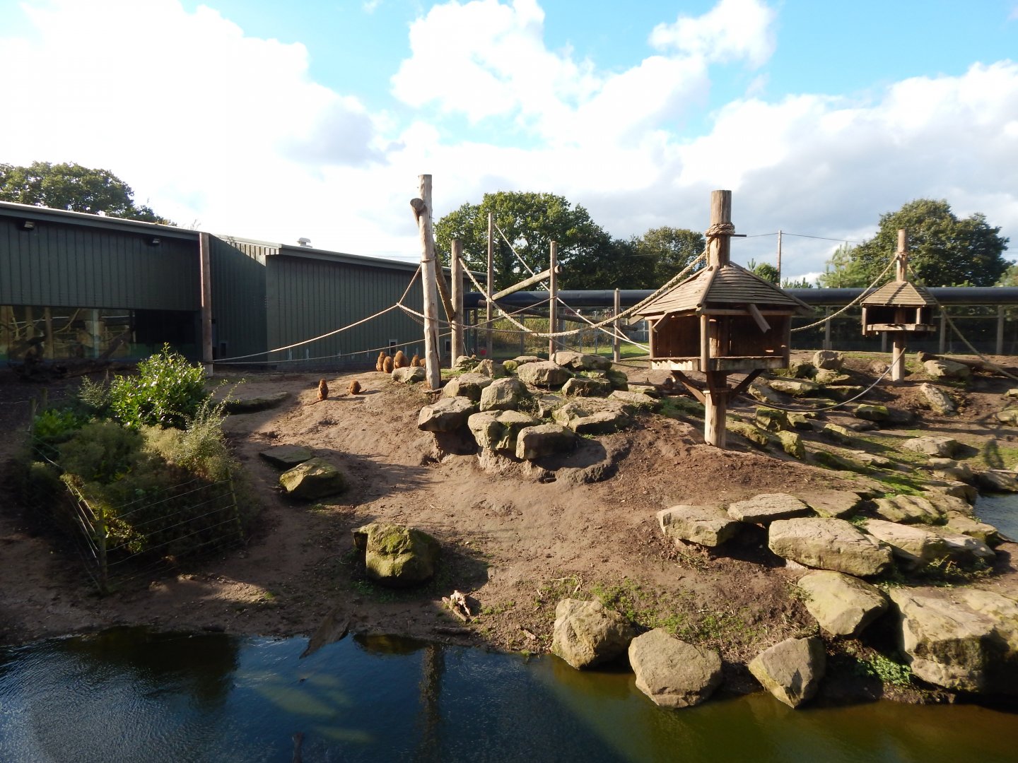 Western baboon habitat 121024