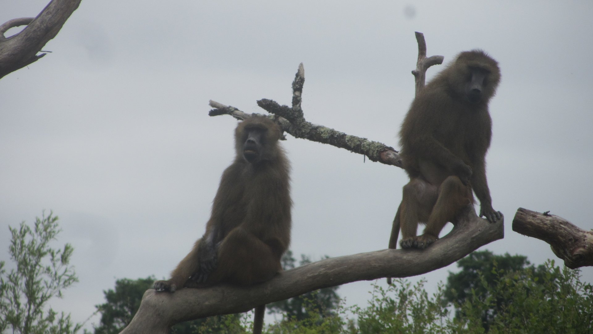 Western baboon (Papio papio)