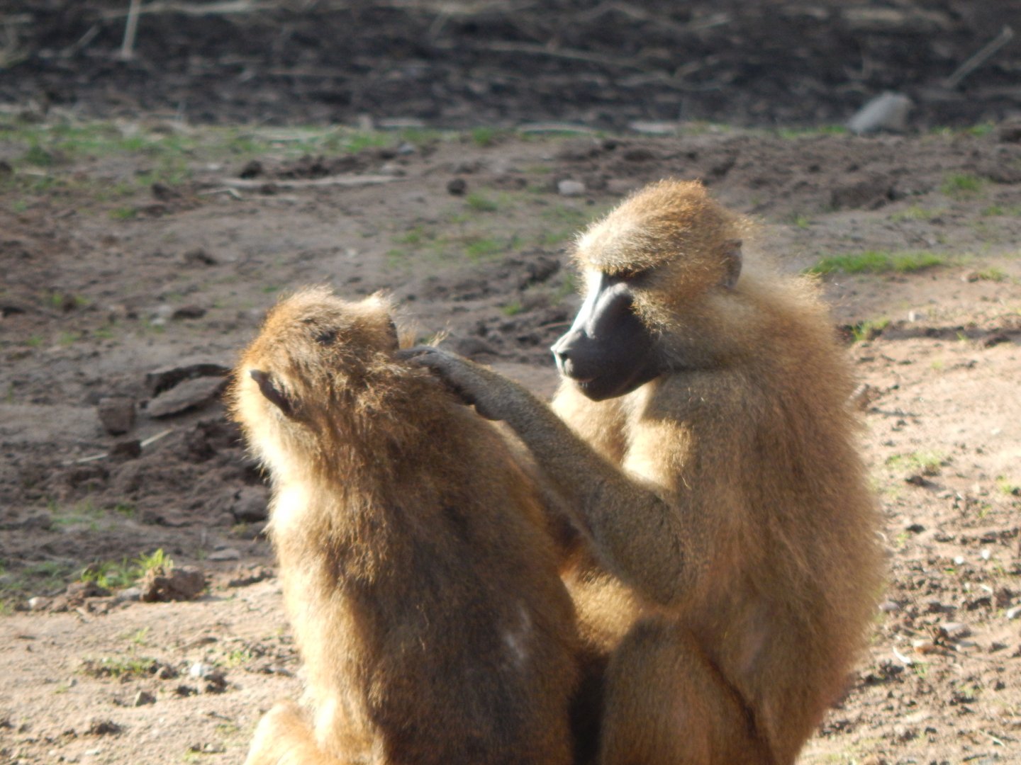 Western baboons 121024
