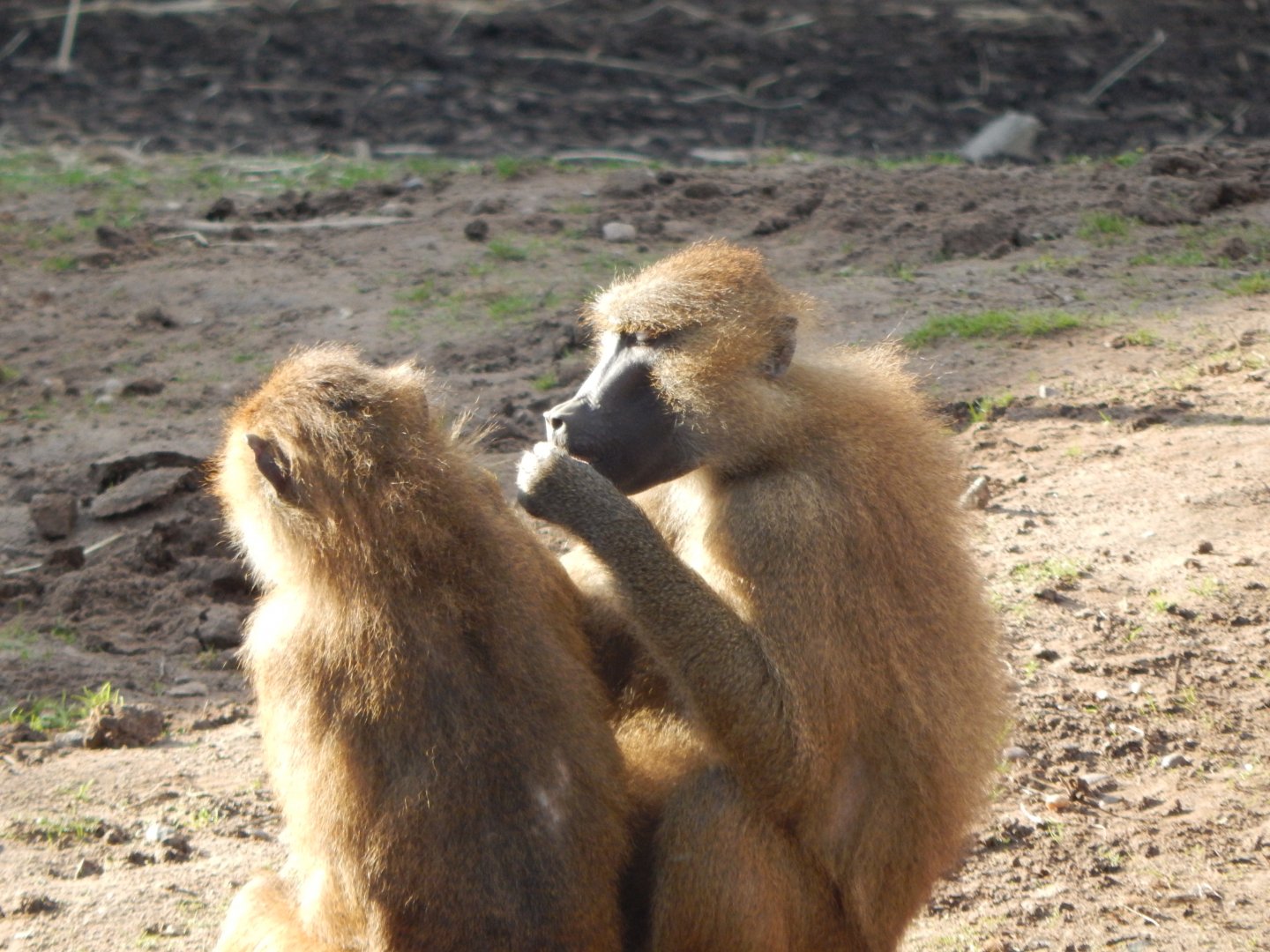 Western baboons 121024