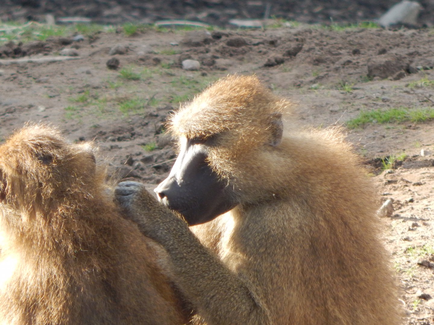 Western baboons 121024