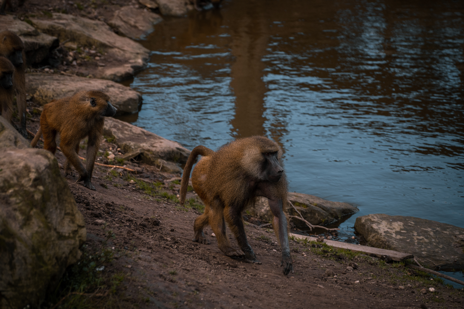 Western Baboons