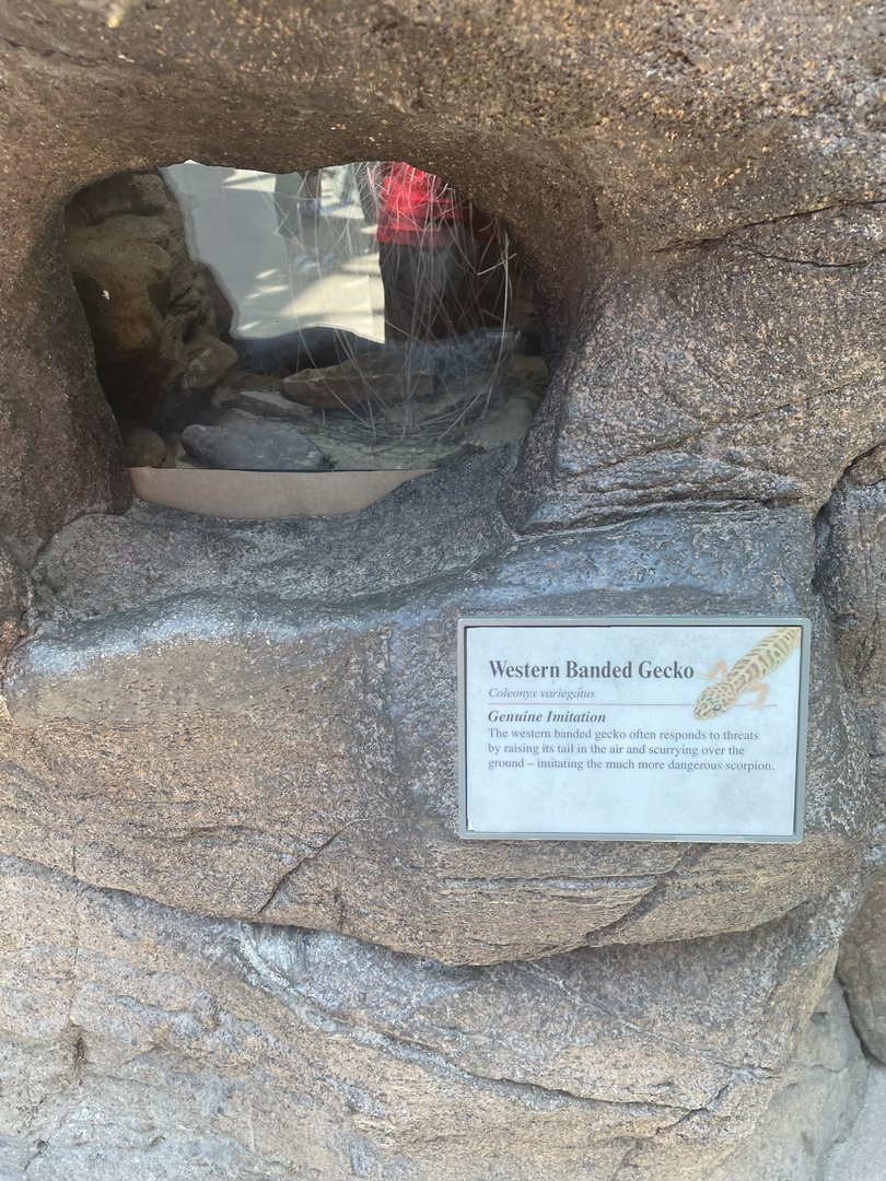 Western Banded Gecko Terrarium