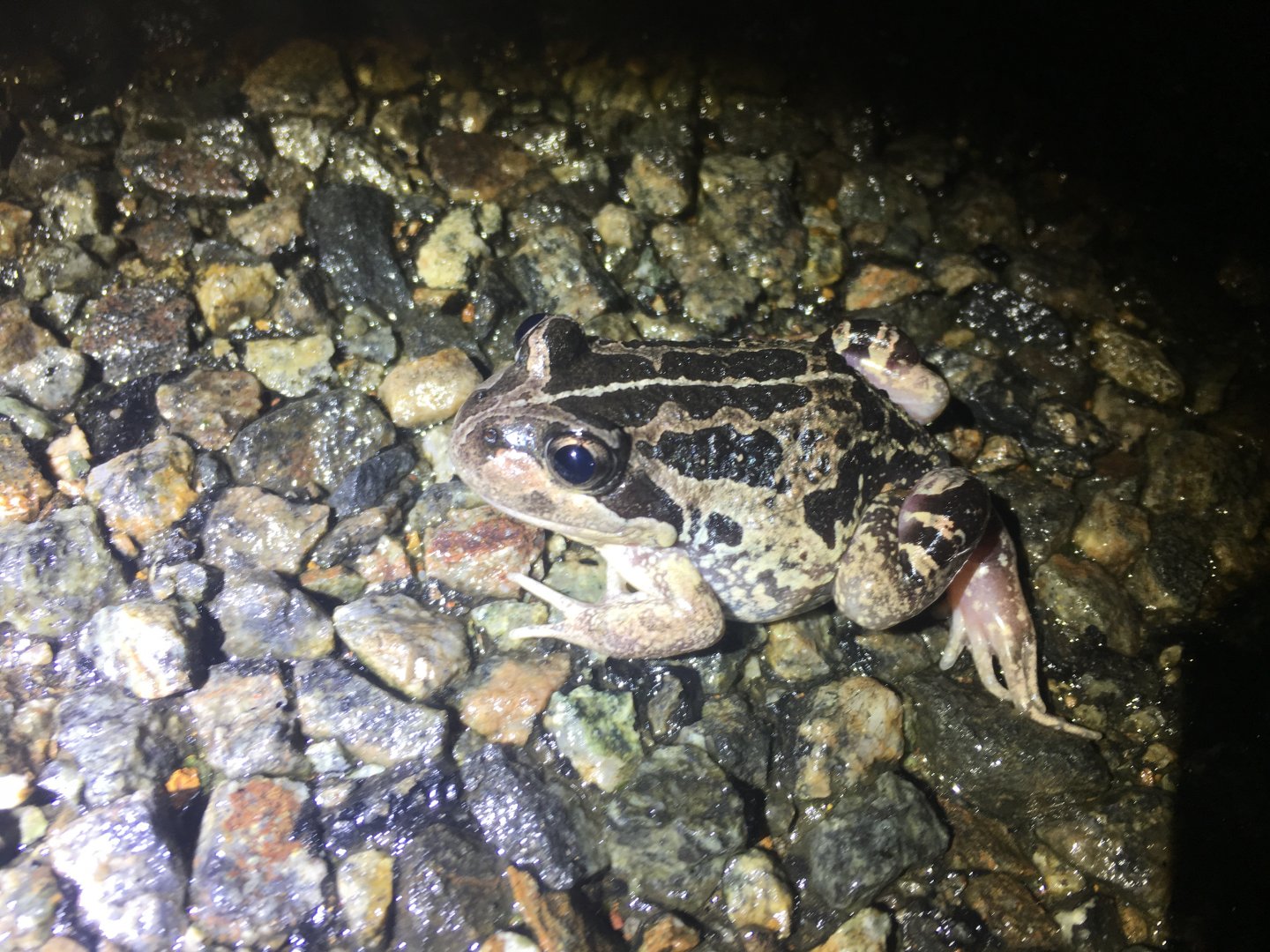 Western Banjo Frog (Lymnodynastes dorsalis)