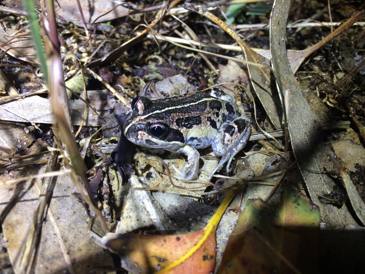 Western Banjo Frog (Lymnodynastes dorsalis)