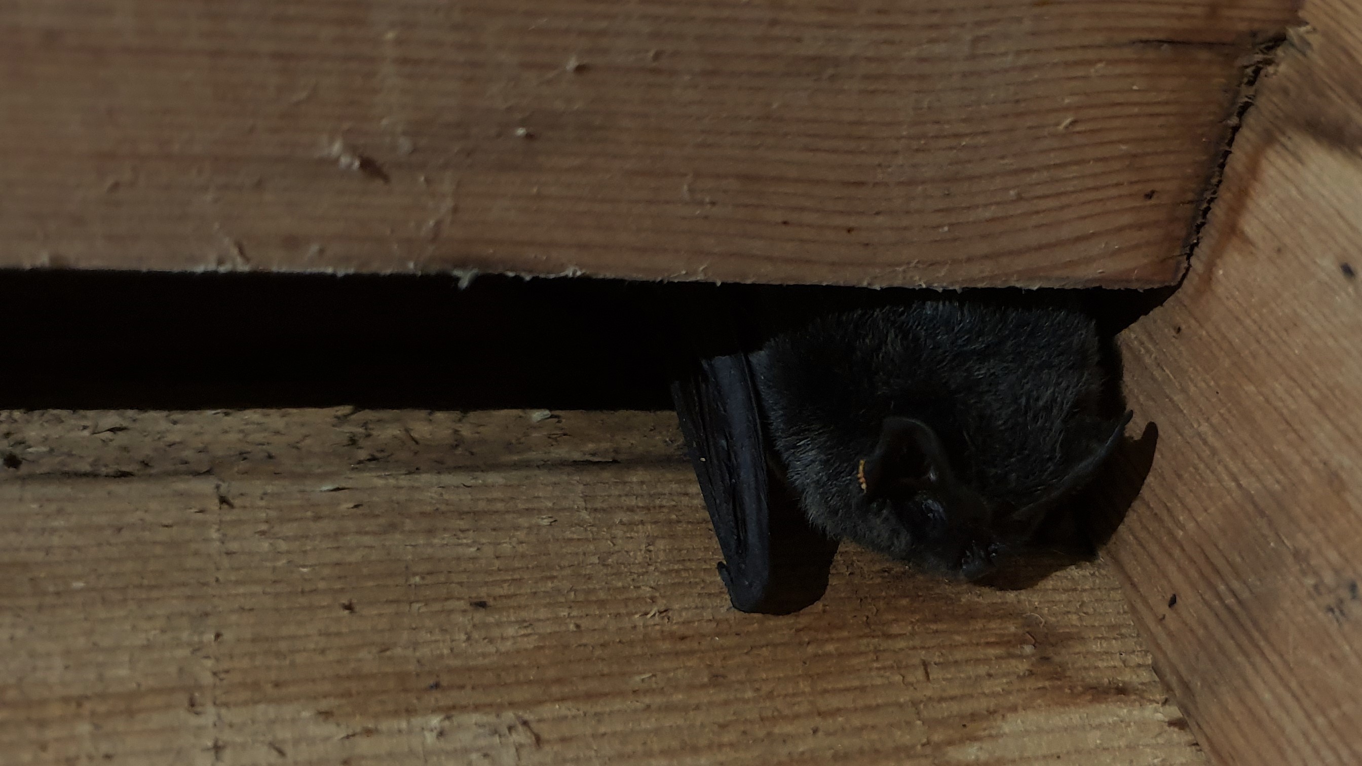 Western Barbastelle, 29/02/20