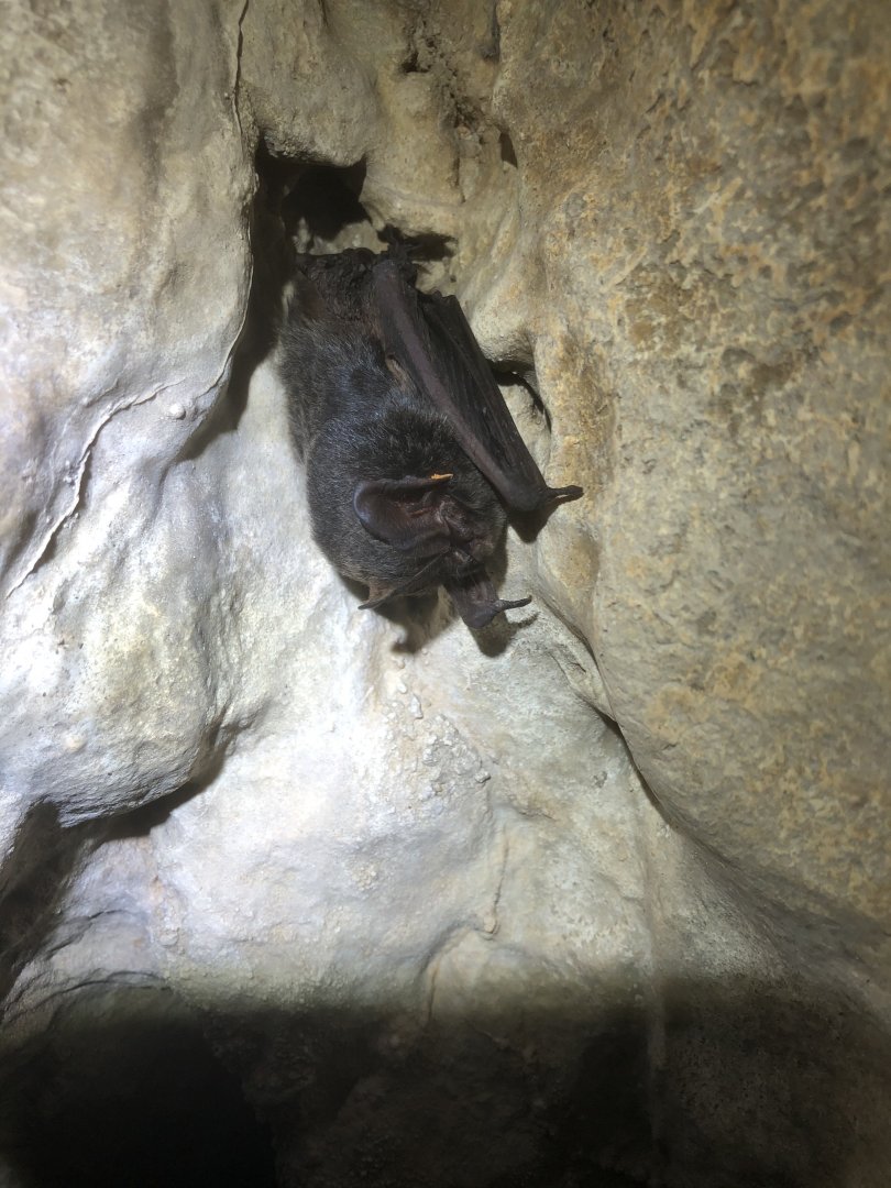 Western Barbastelle (Barbastella barbastellus)