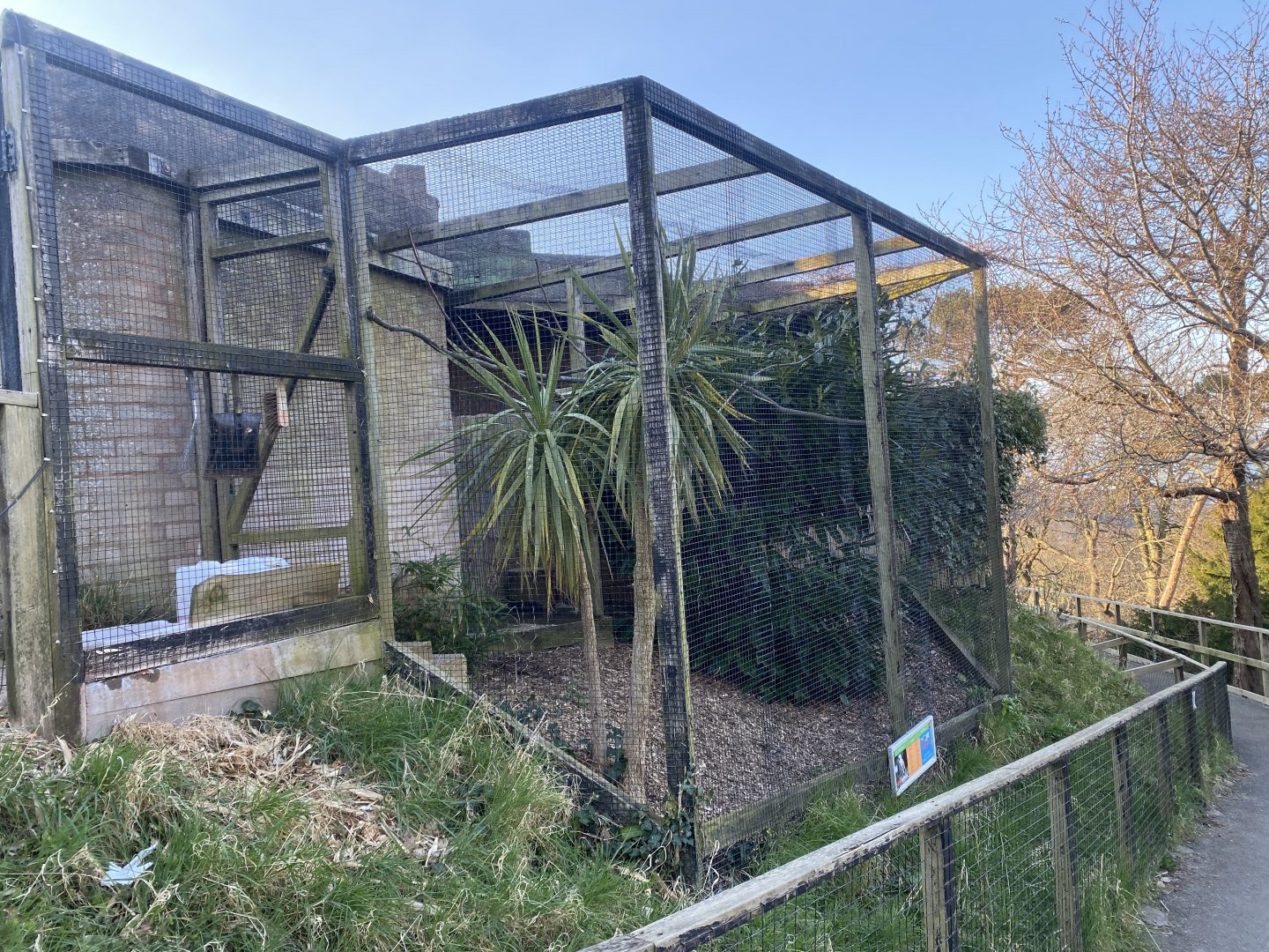 Western barn owl aviary 190325