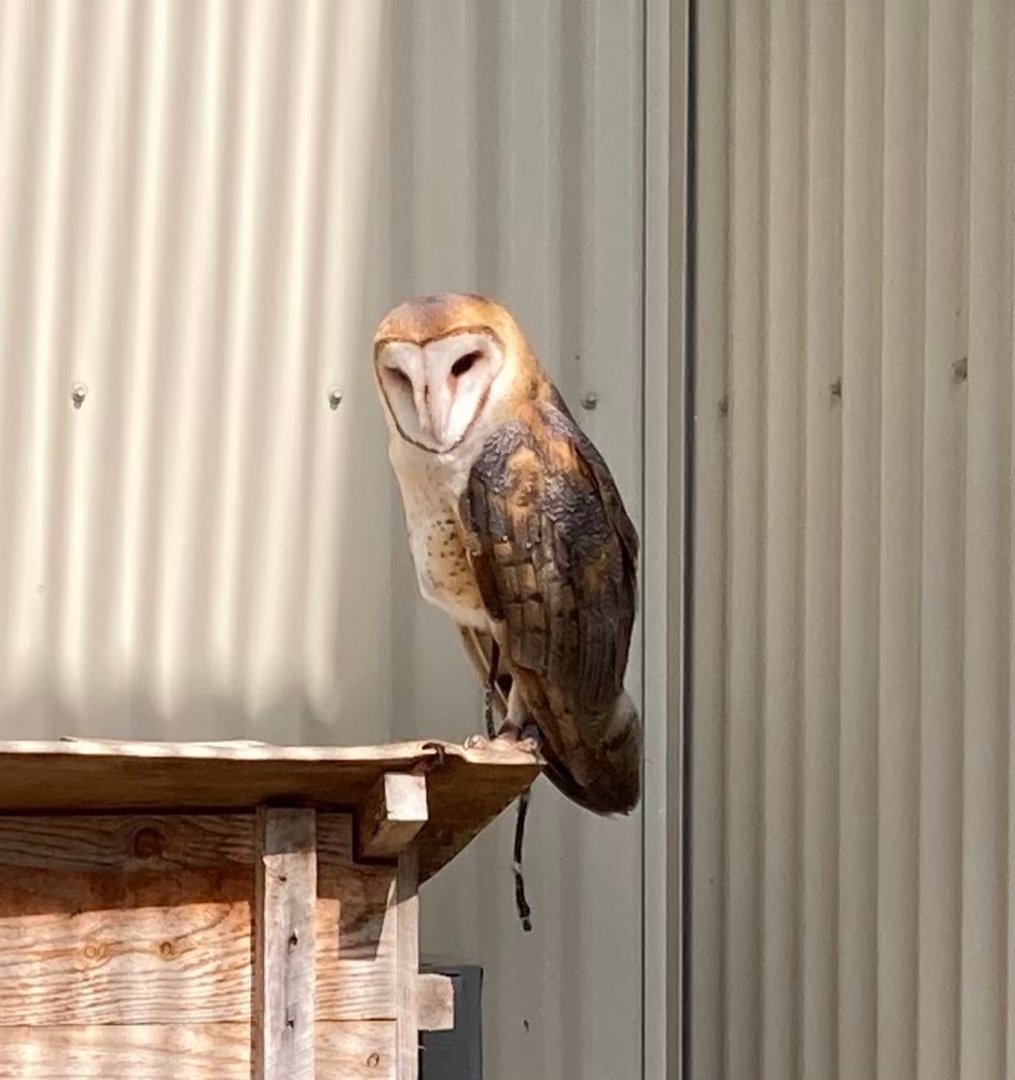 Western Barn Owl (Outdoor Discovery Center, Holland MI, 8/8/23)