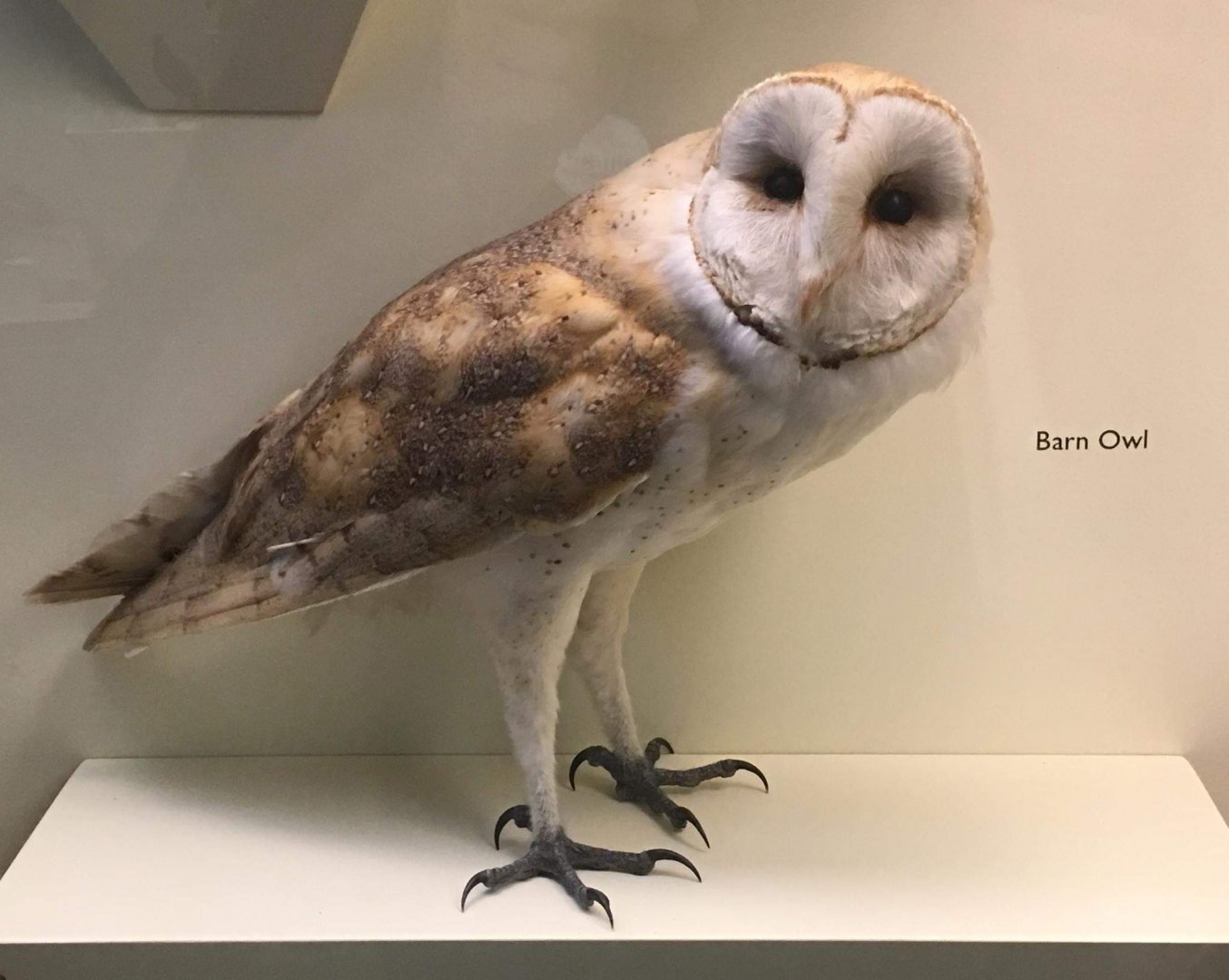 Western barn owl (Tyto alba)