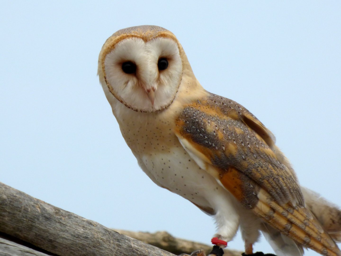 Western barn owl (Tyto alba)