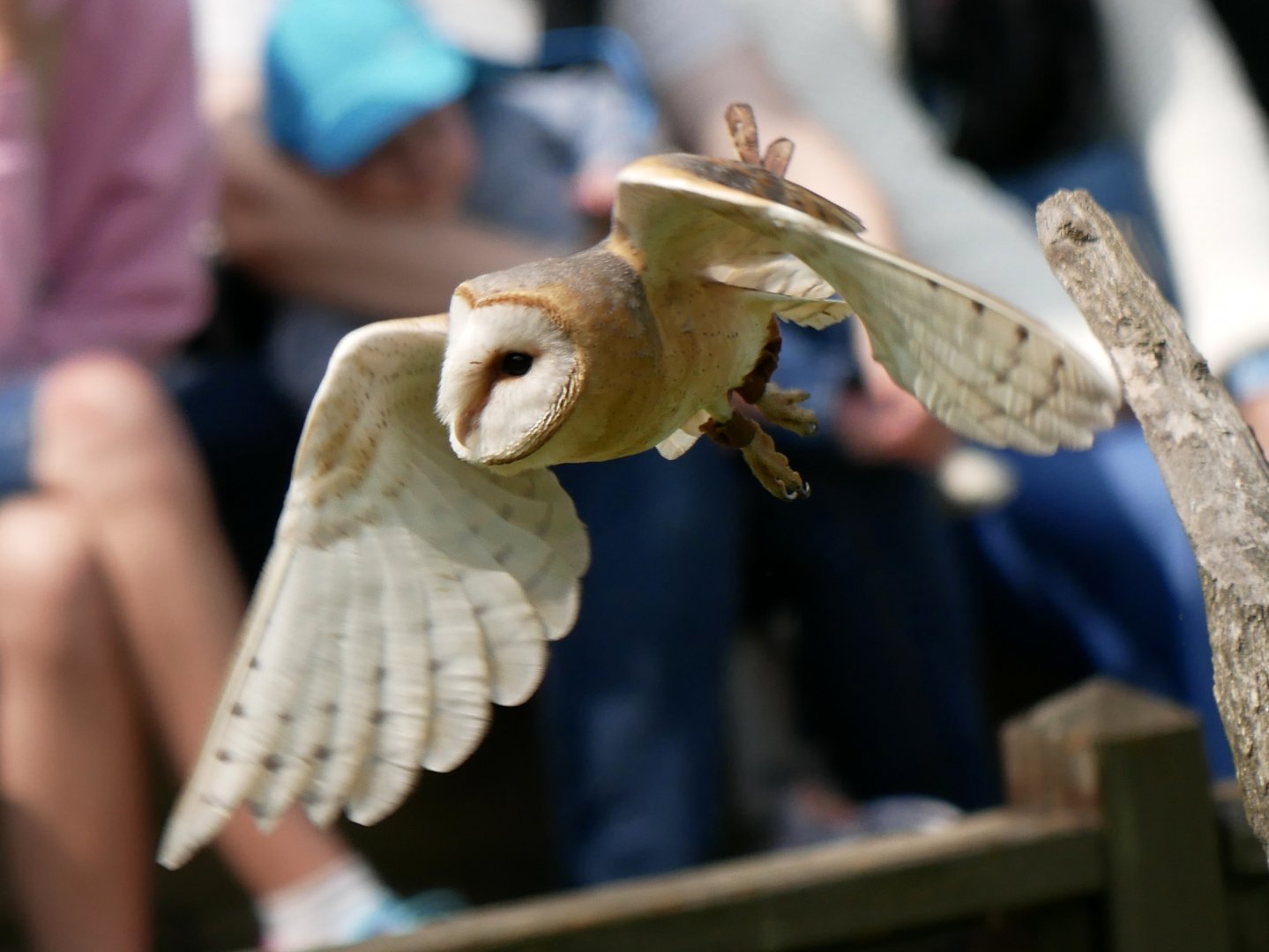Western barn owl (Tyto alba)