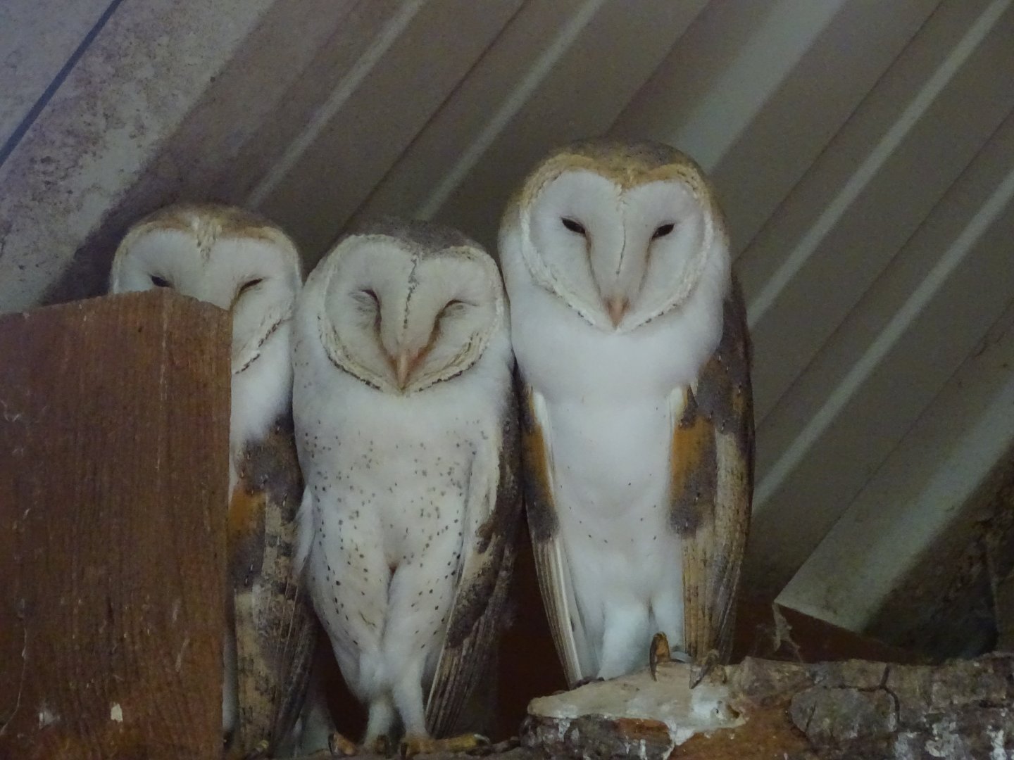 Western barn owls (Tyto alba)