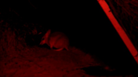 Western barred bandicoot-Barna Mia