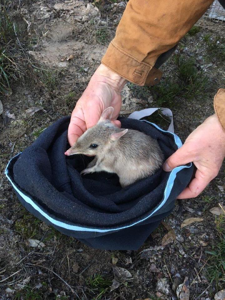Western Barred Bandicoot (Perameles bougainville)