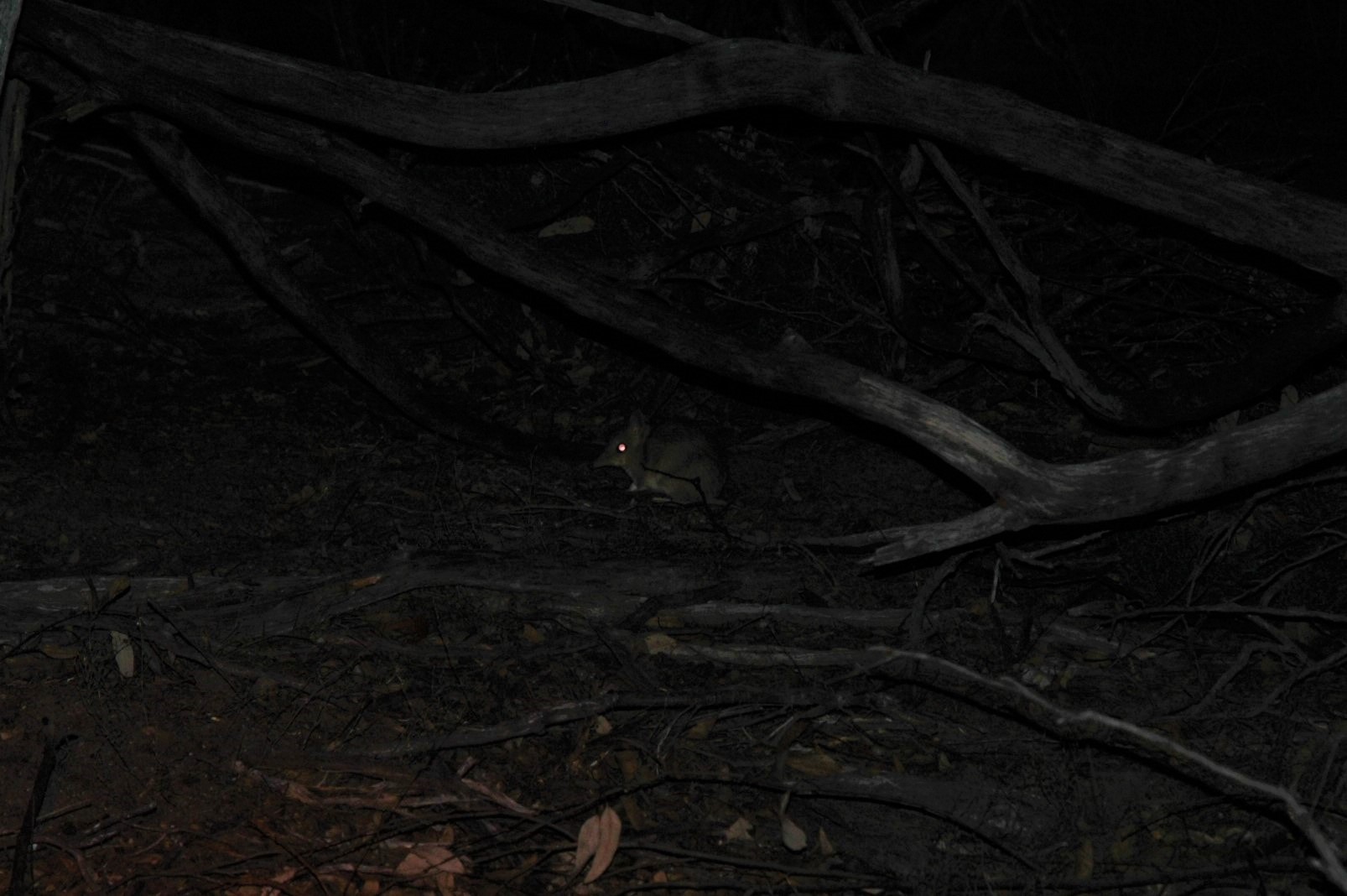 Western Barred Bandicoot (Perameles bougainville)