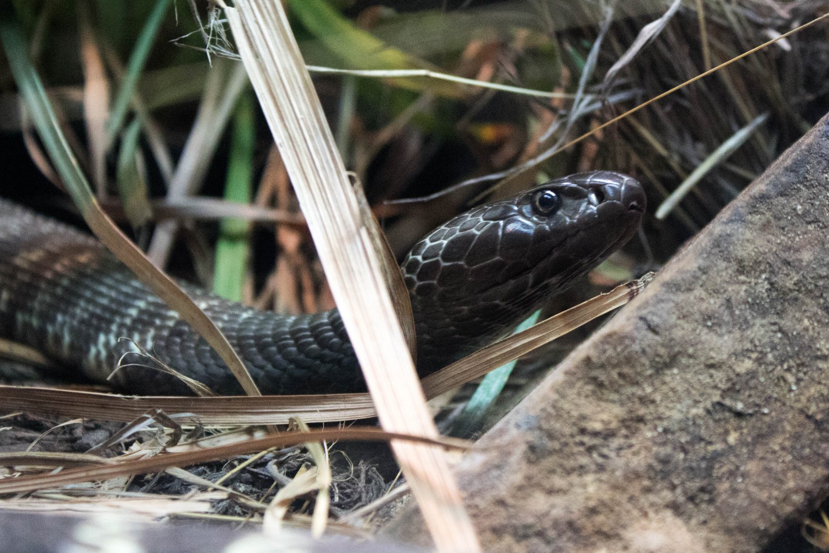 Western barred spitting cobra