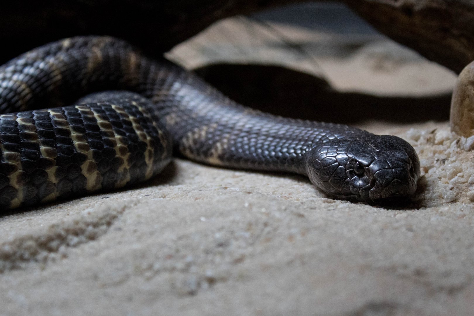 Western barred spitting cobra