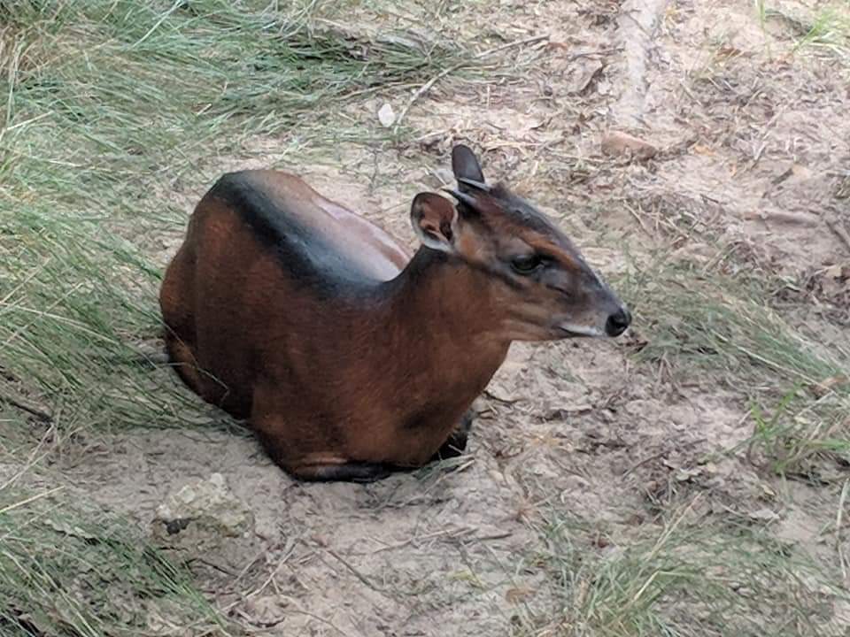 Western bay duiker (Cephalophus dorsalis)