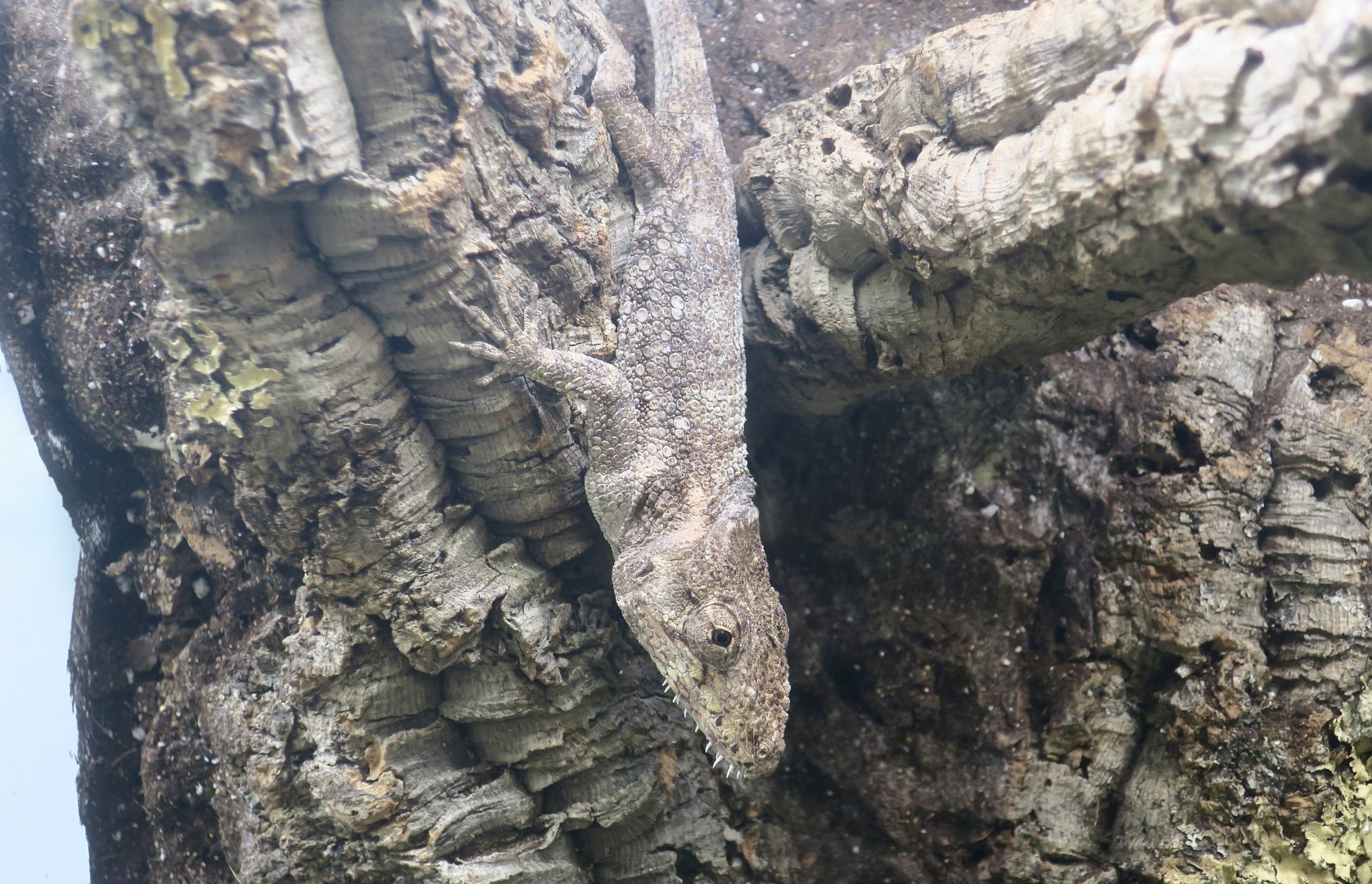 Western Bearded Anole (Anolis barbatus) - The Gecko Gallery NYC