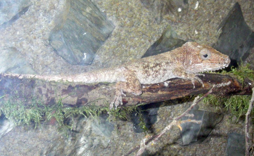 Western Bearded Anole (Anolis barbatus)