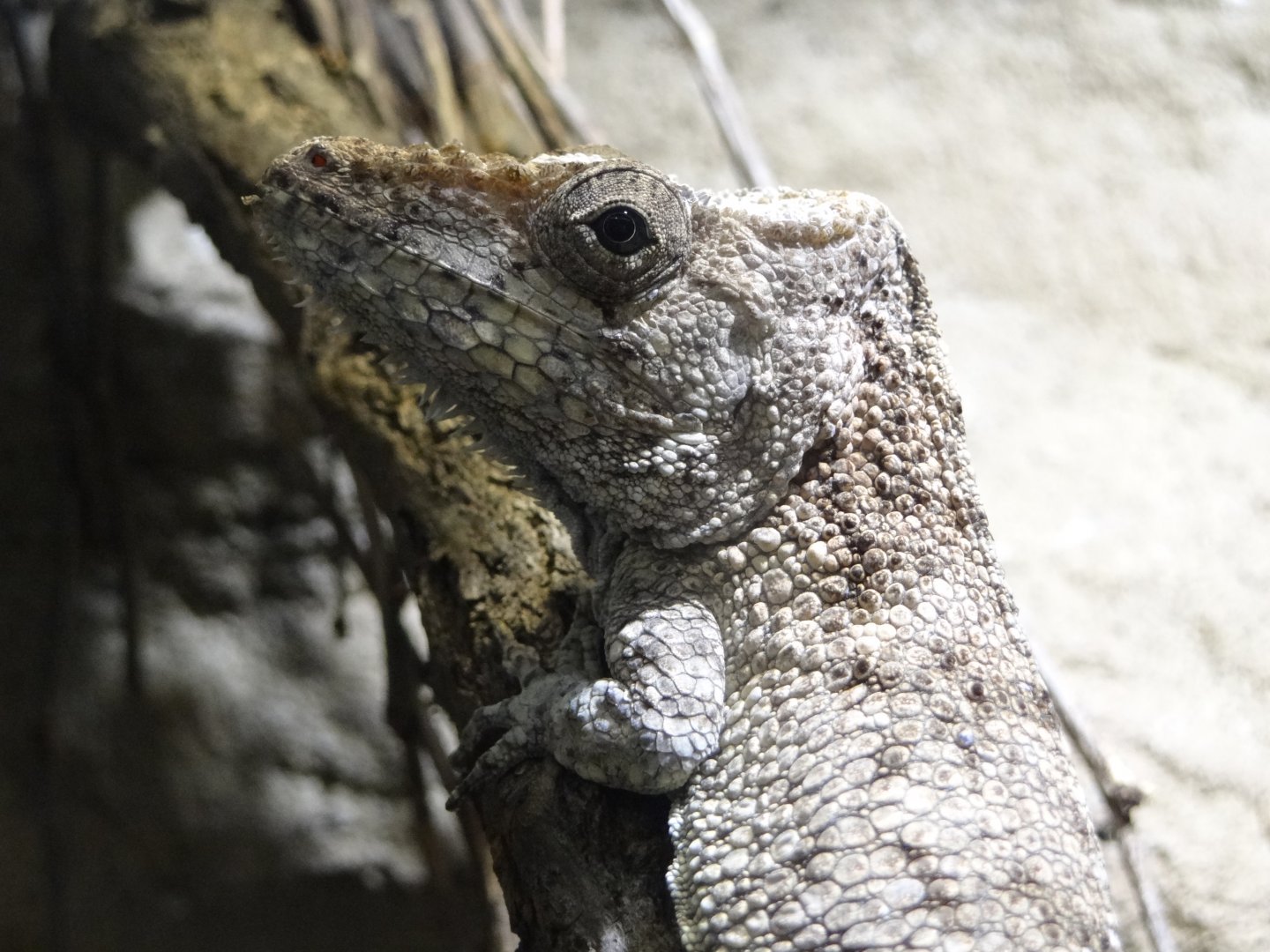 Western Bearded Anole (Anolis Barbatus)