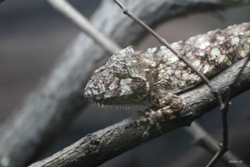 Western Bearded Anole (Anolis barbatus)