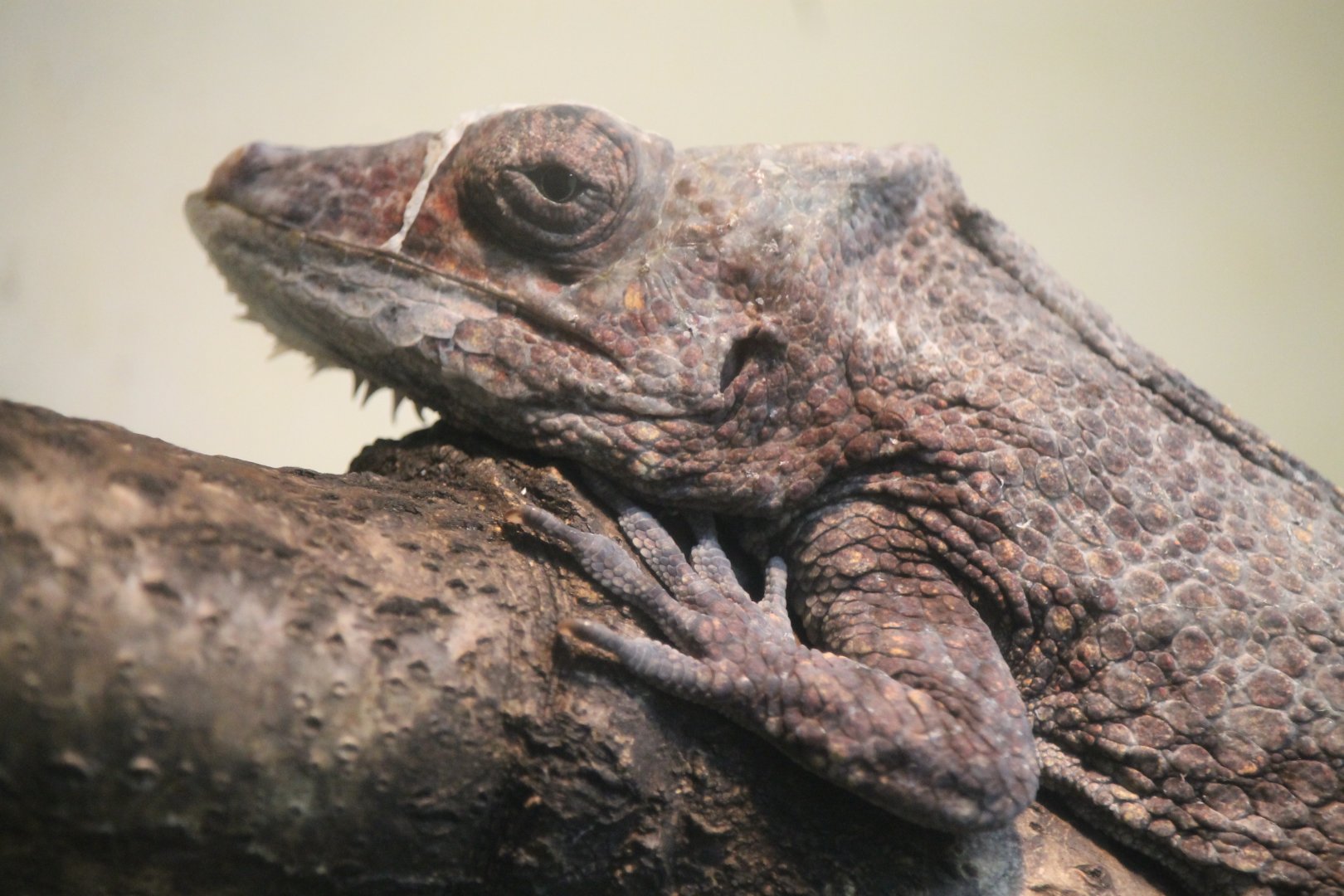 Western bearded anole(Anolis barbatus)