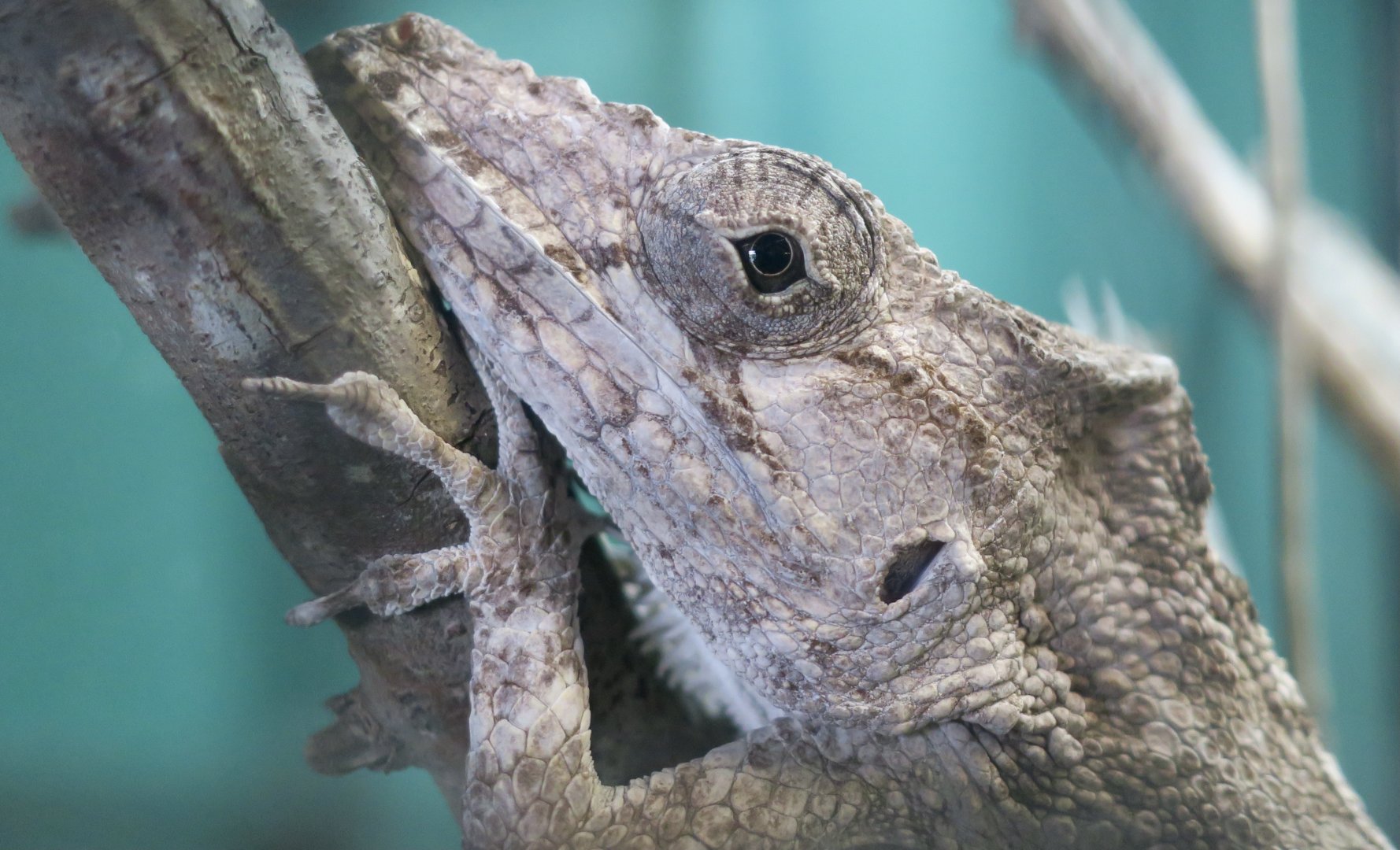 Western Bearded Anole (Anolis barbatus)