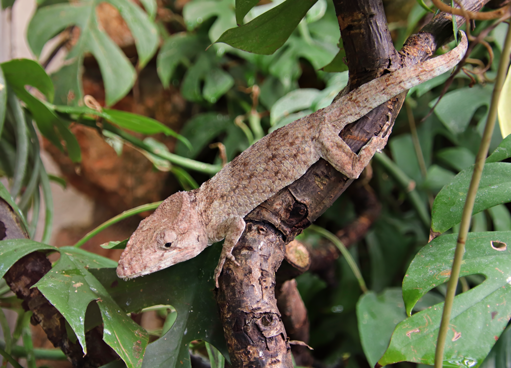 Western bearded anole (Anolis barbatus)