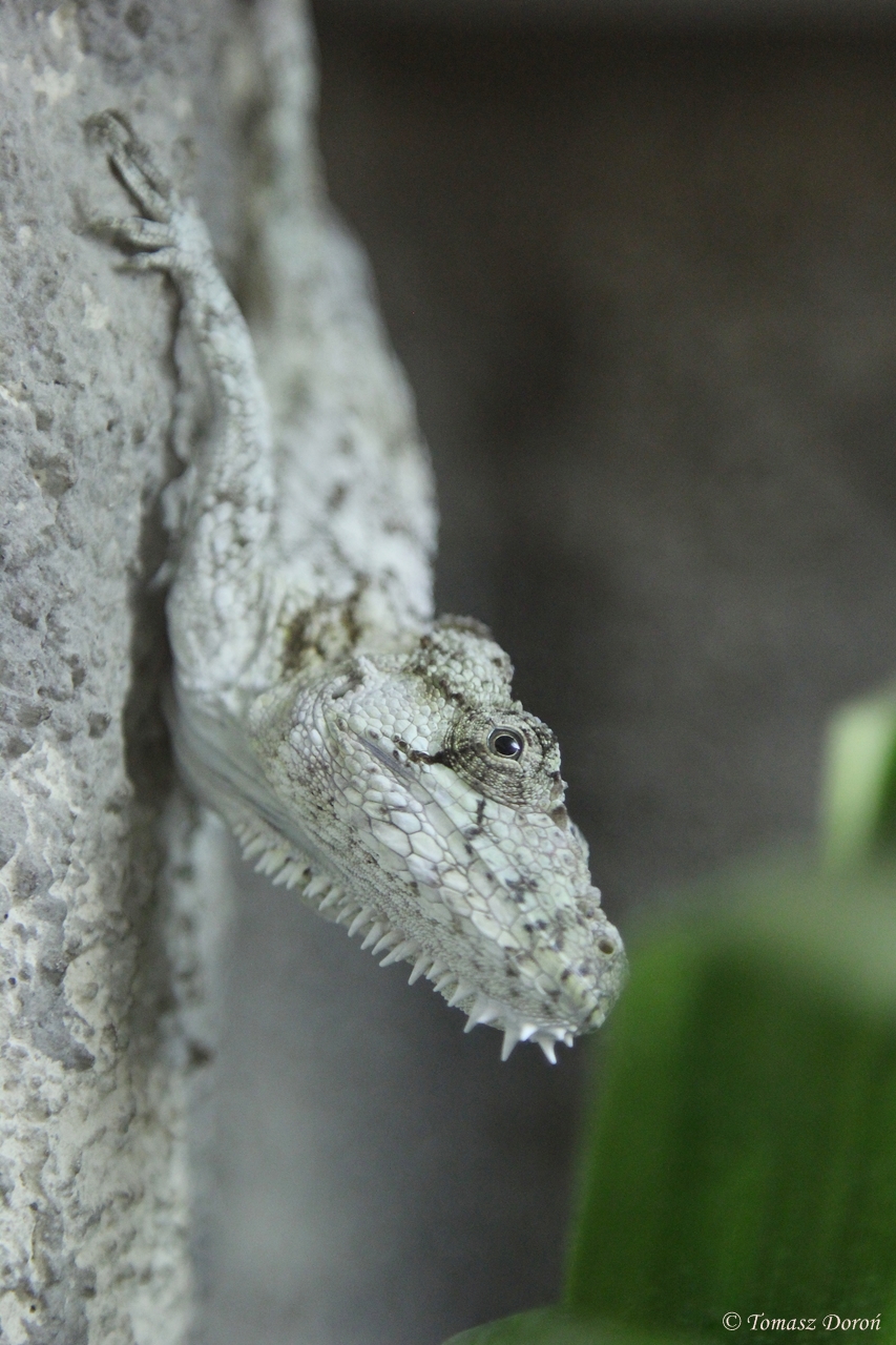Western Bearded Anole (Chamaeleolis barbatus)