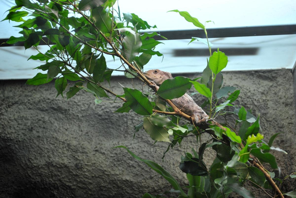 Western Bearded Anole