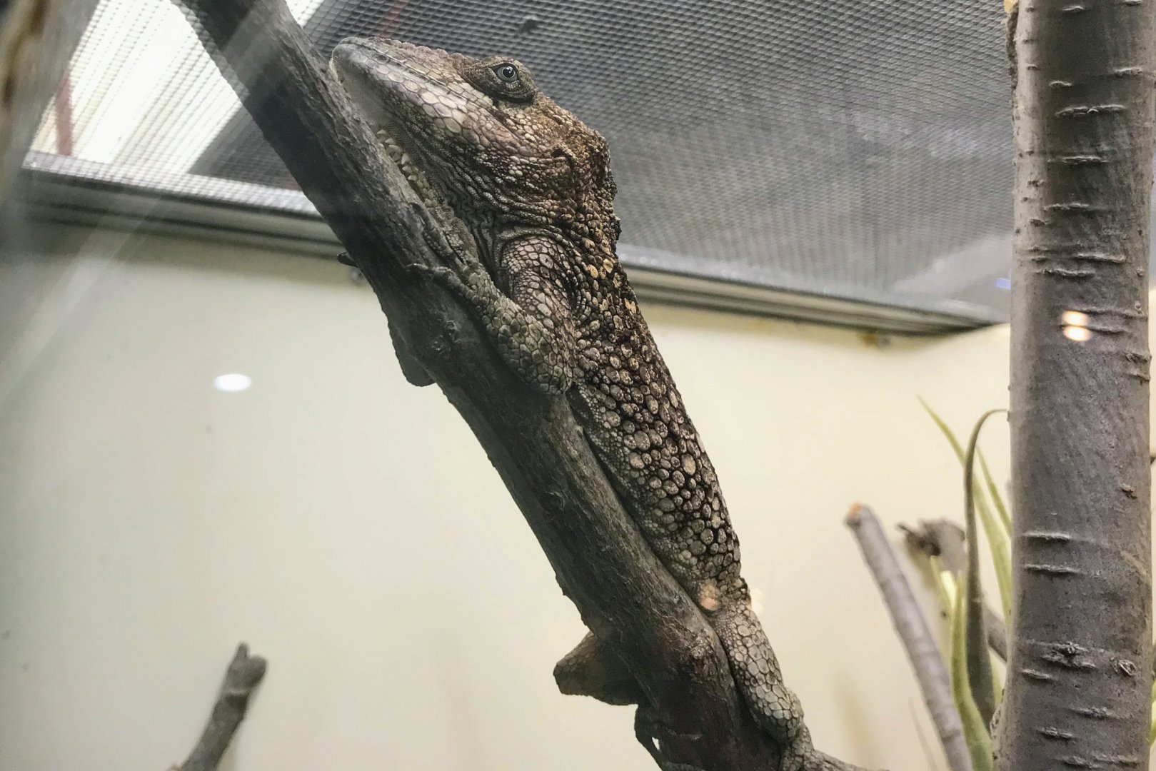 Western Bearded Anole