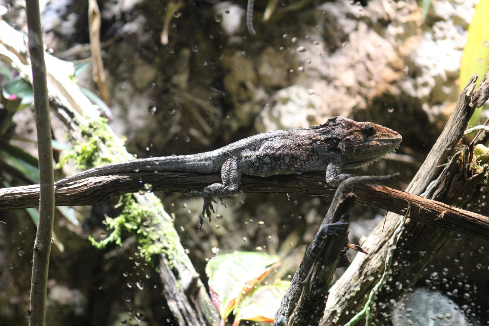 Western Bearded Anole
