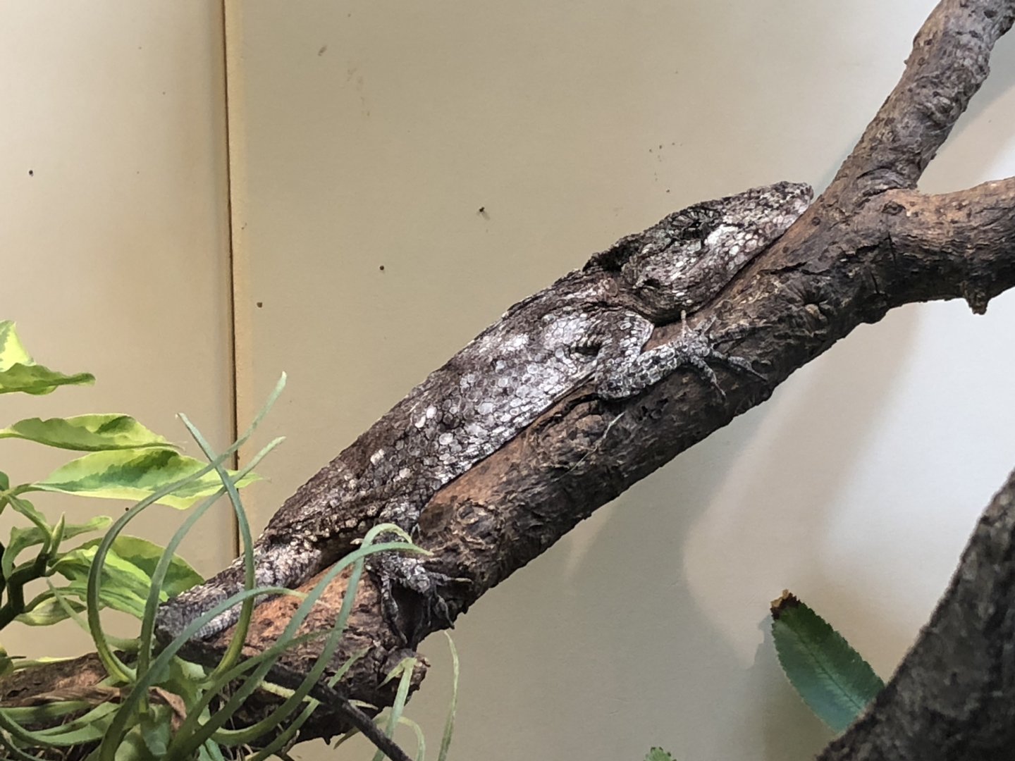 Western Bearded Anole