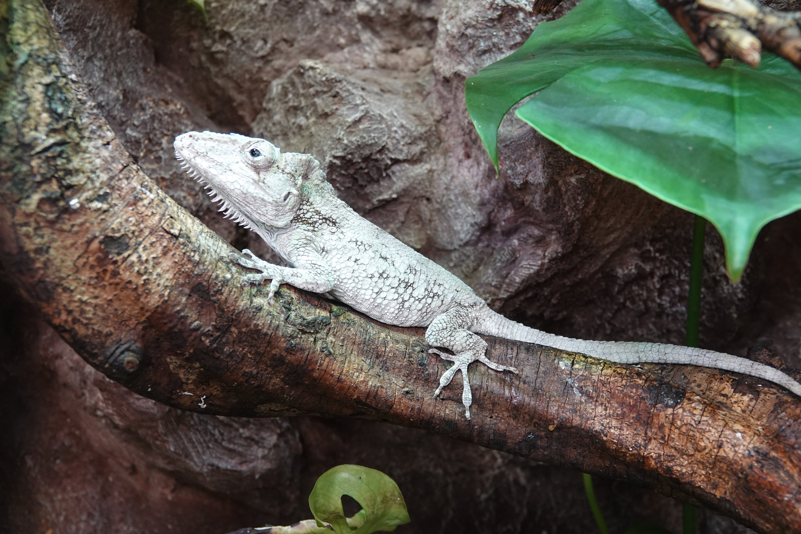 Western bearded anole