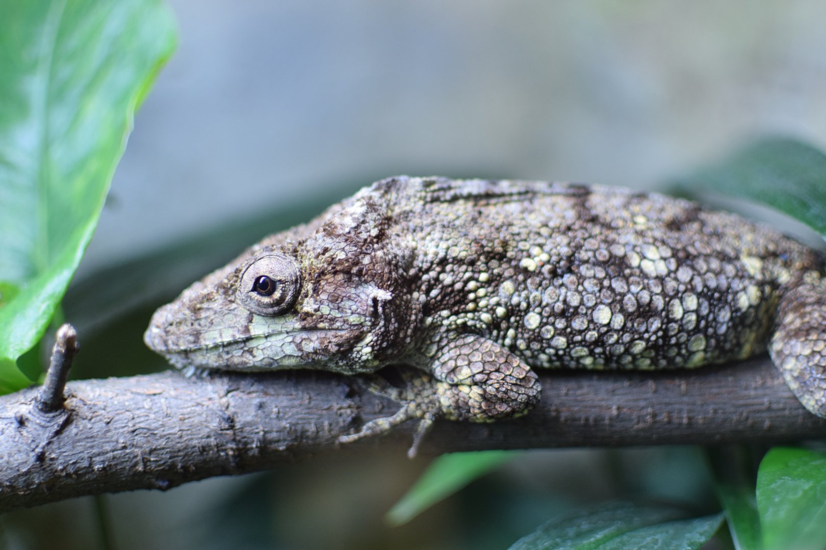 Western bearded anole