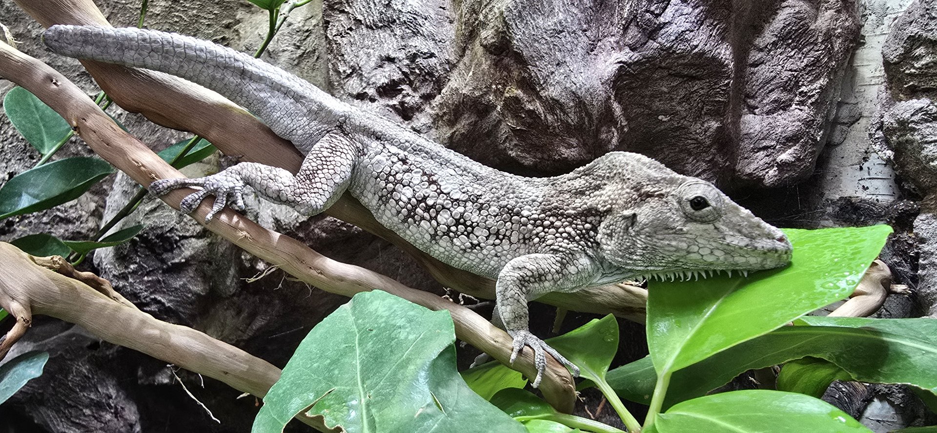 Western bearded anole