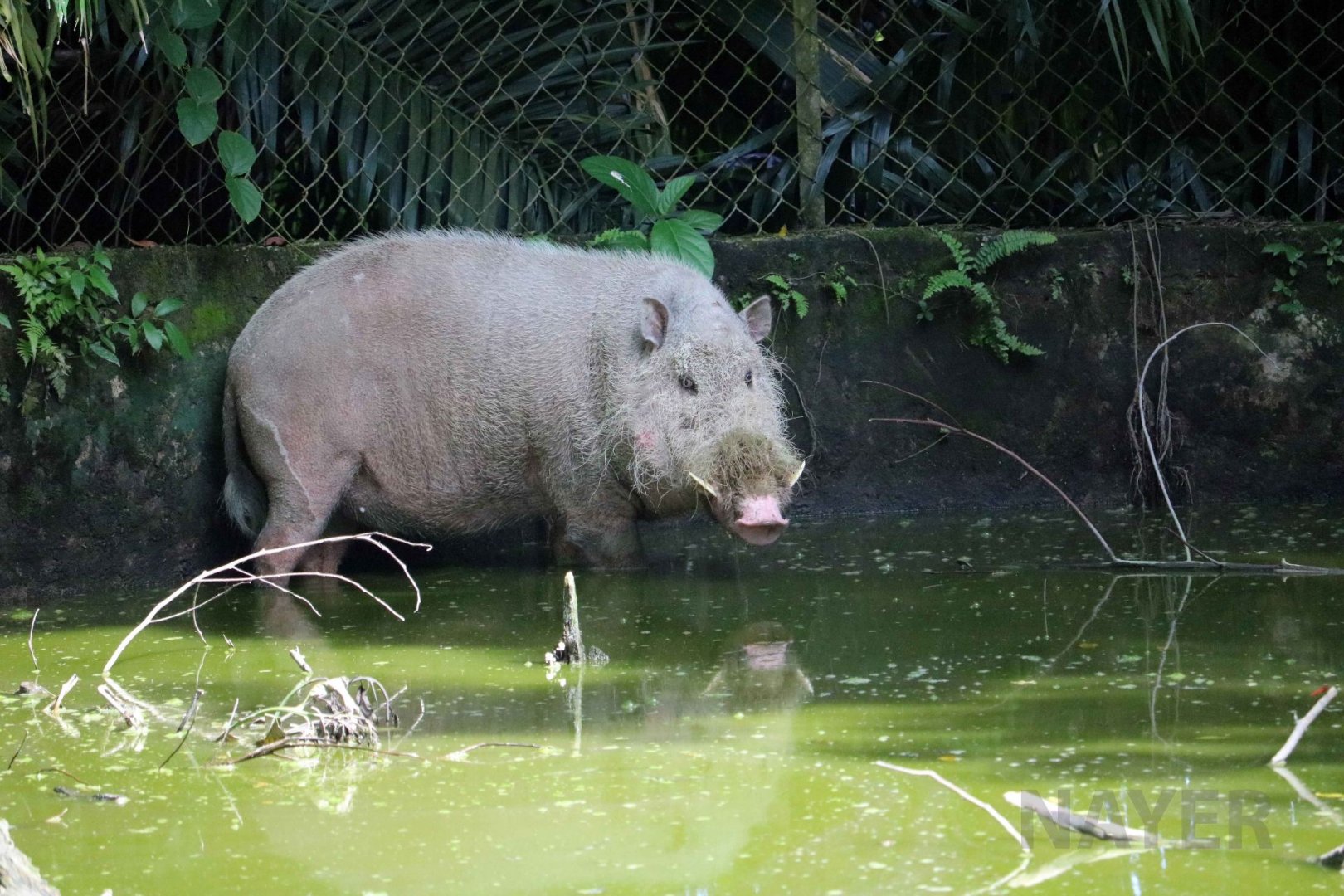 Western bearded pig, June 2016