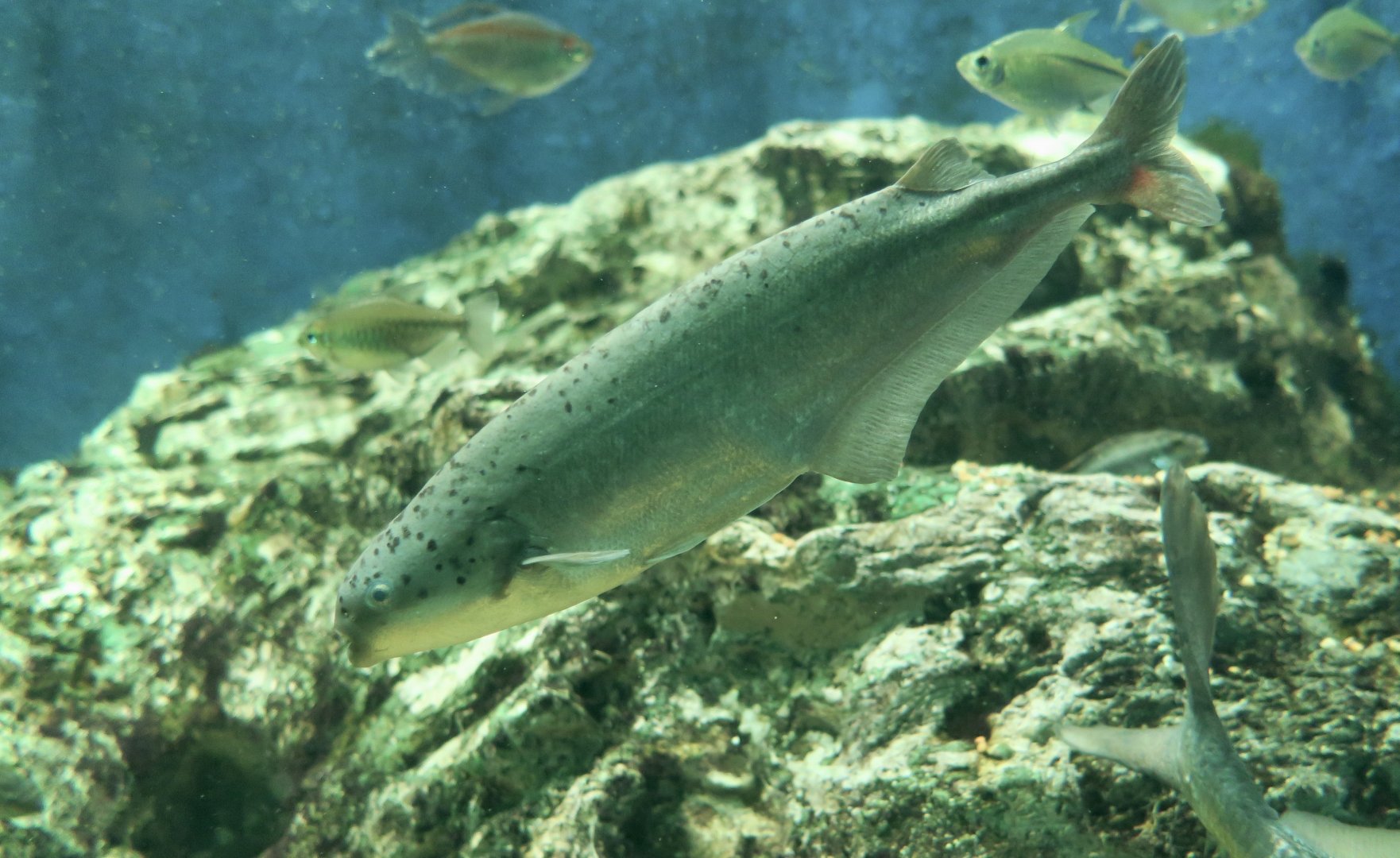 Western Bebe Mormyrid (Hyperopisus bebe occidentalis)