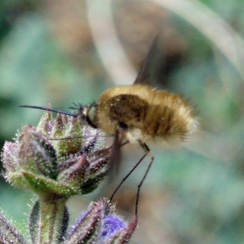 Western Bee-fly (Bombylius canescens)