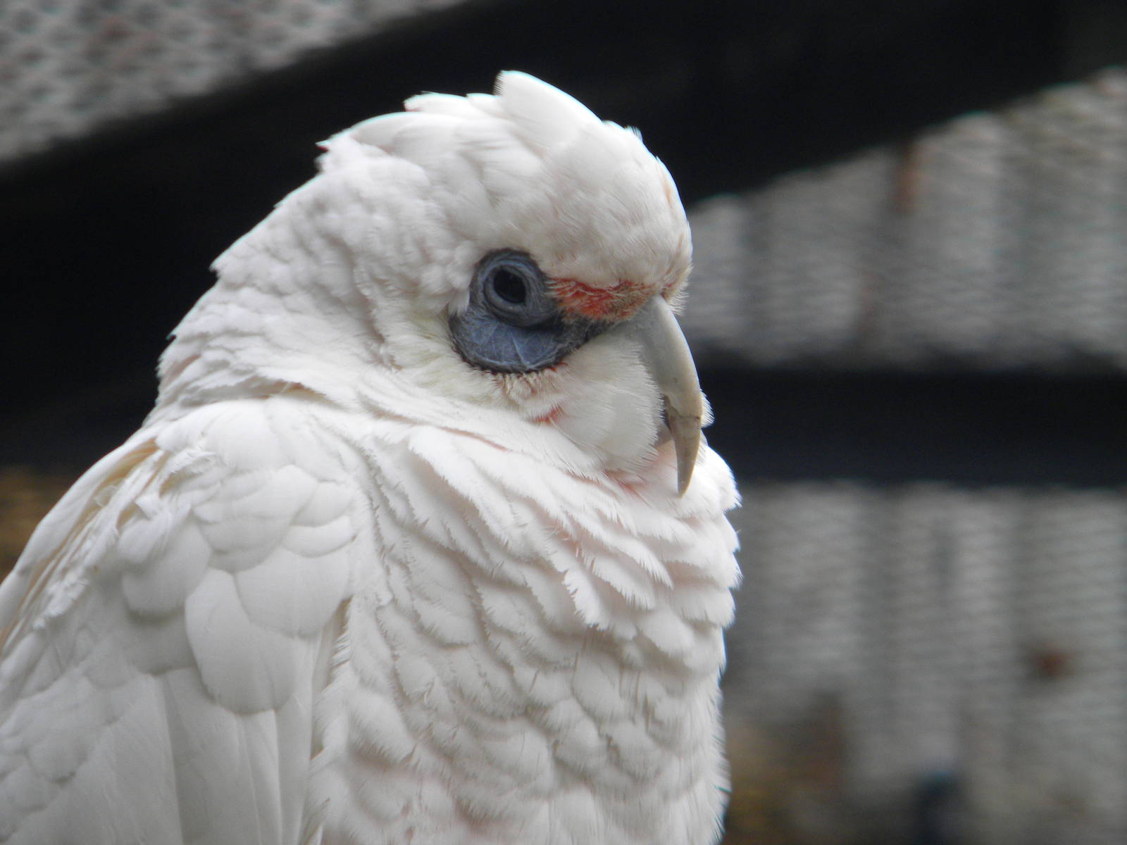 Western Billed Corella at Blackpool Zoo 12/09/11