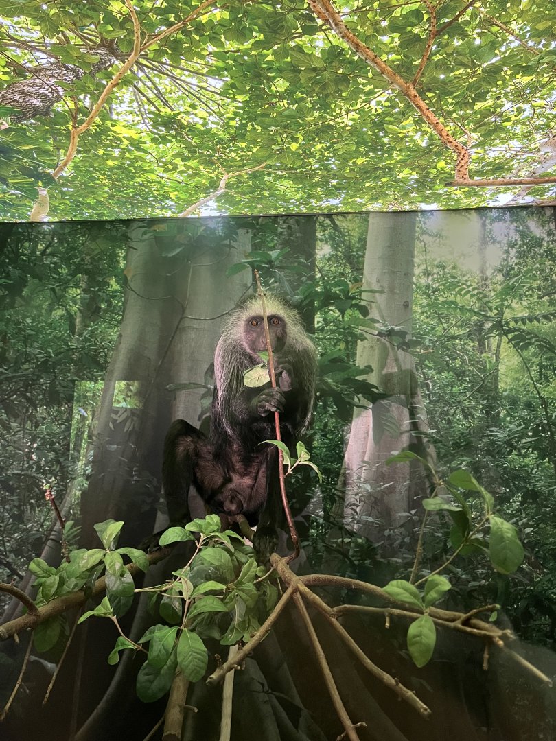 Western black and white colobus 1.8.25