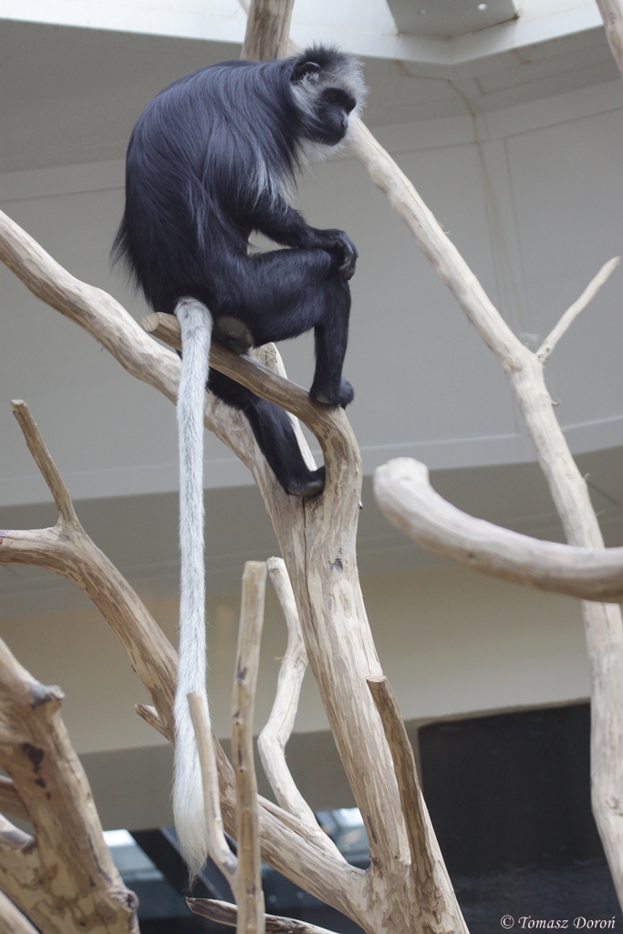 Western Black-and-White Colobus (Colobus polykomos)