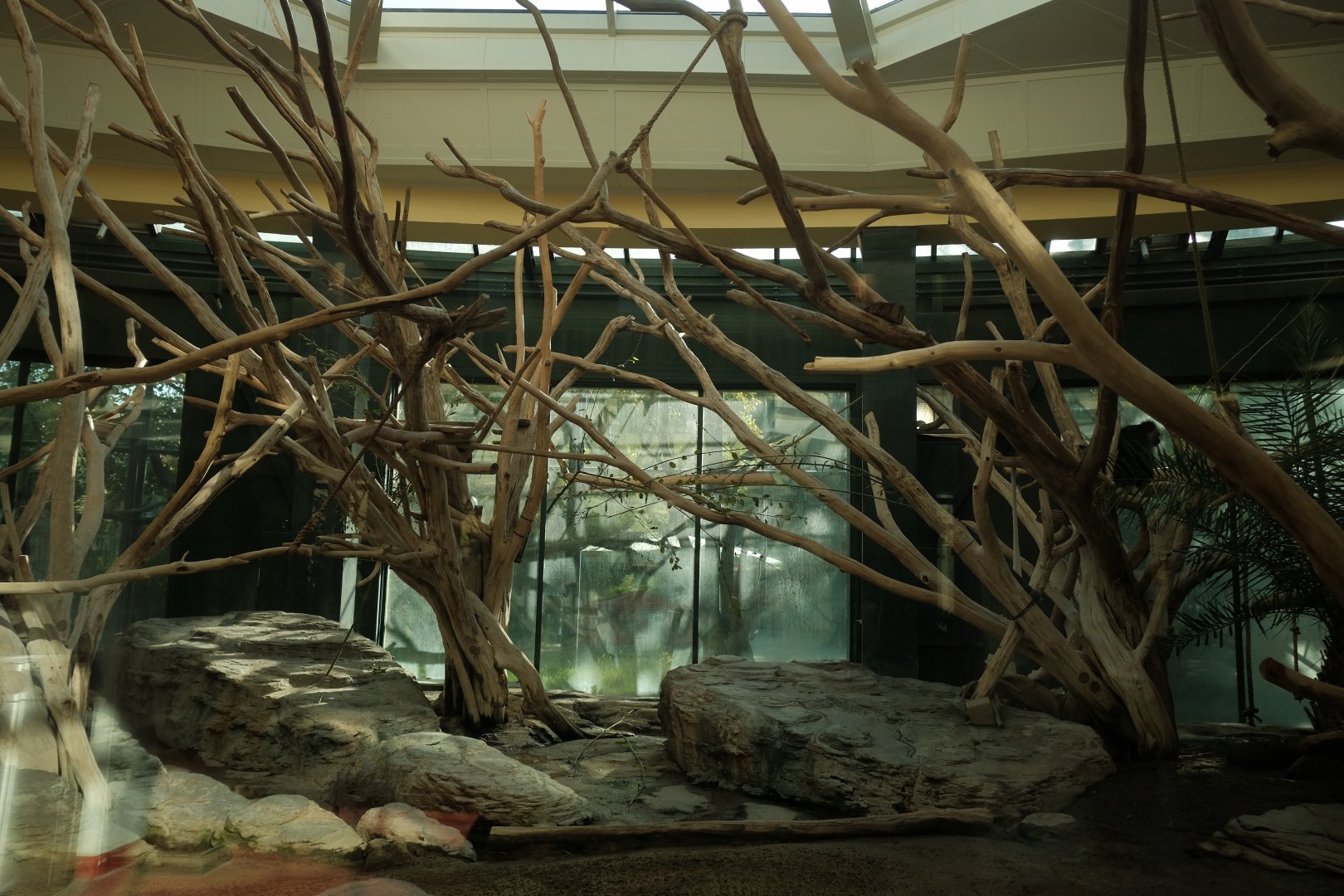 Western Black-and-white Colobus (Colobus polykomos)